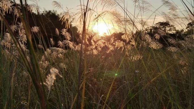 夕阳逆光芦苇花开秋天芒草山野秋景芦苇摇曳