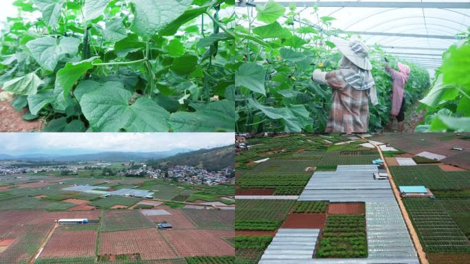 云南青瓜蔬菜田农种田航拍菜田