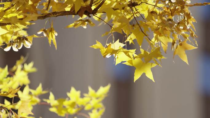 小区秋天枫树，金色唯美枫叶，微风树叶