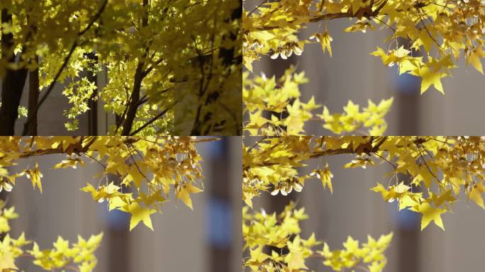 小区秋天枫树，金色唯美枫叶，微风树叶
