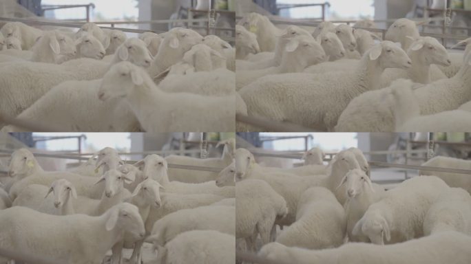 4K 养殖场 羊群 特写