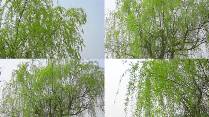 春天发芽的柳树