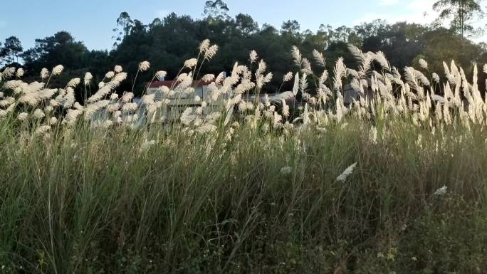 夕阳逆光芦苇花开秋天芒草山野秋景芦苇摇曳