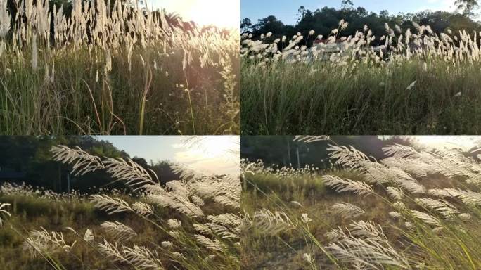 夕阳逆光芦苇花开秋天芒草山野秋景芦苇摇曳