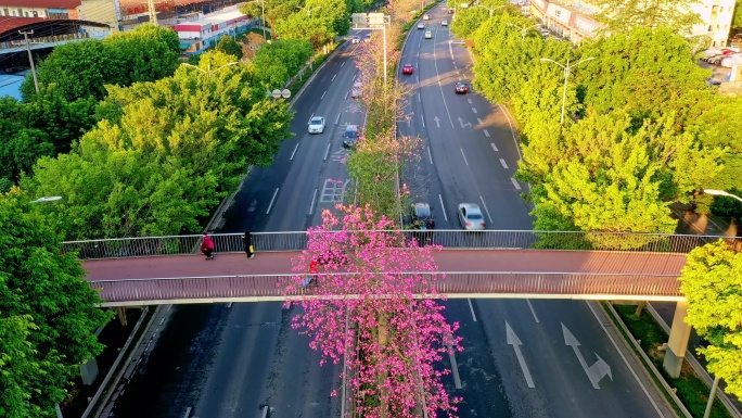 4K航拍南宁快环秀厢大道 人行天桥异木棉