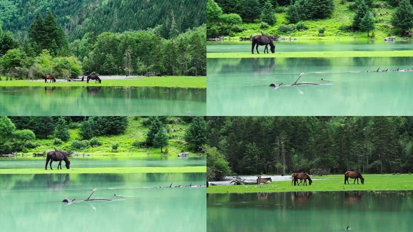 马群在月亮湾草地上吃草