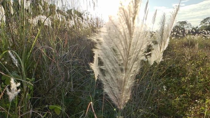 夕阳逆光芦苇花开秋天芒草山野秋景芦苇摇曳