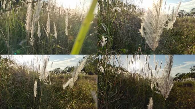 夕阳逆光芦苇花开秋天芒草山野秋景芦苇摇曳