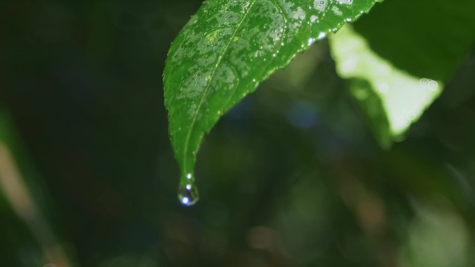 露水 叶子滴水 水滴 树叶水珠露珠