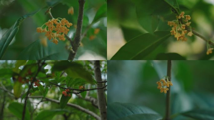 树上桂花慢动作特写