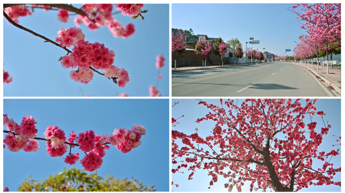 永胜樱花