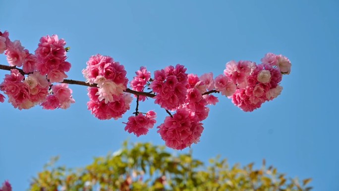 永胜樱花