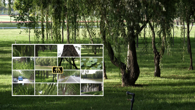 【4K】垂柳杨柳柳条摇曳