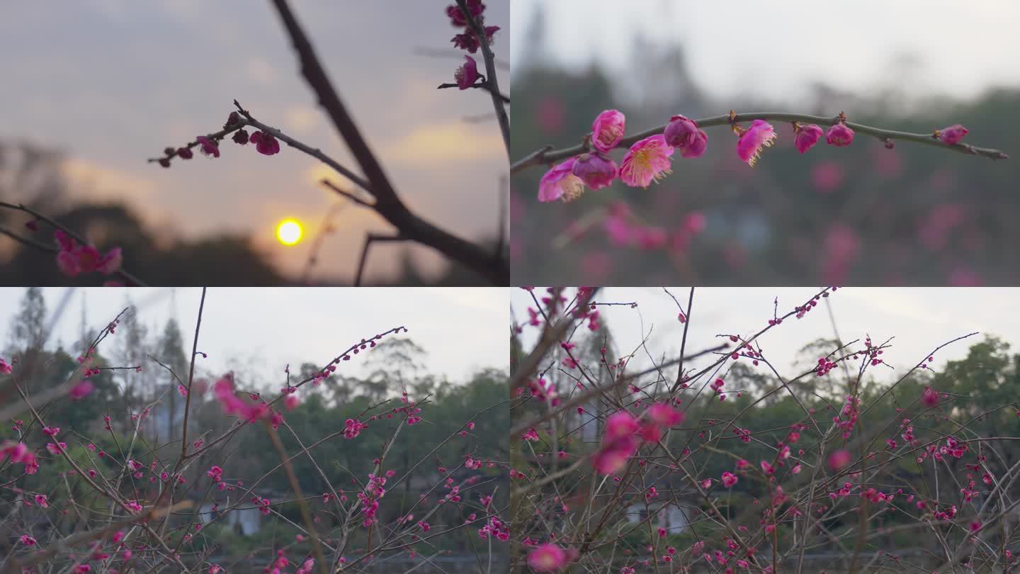 冬日夕阳下的梅花绽放梅林