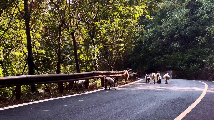 山林马路上走动的野山羊