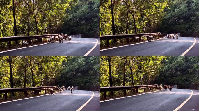 山林马路上走动的野山羊