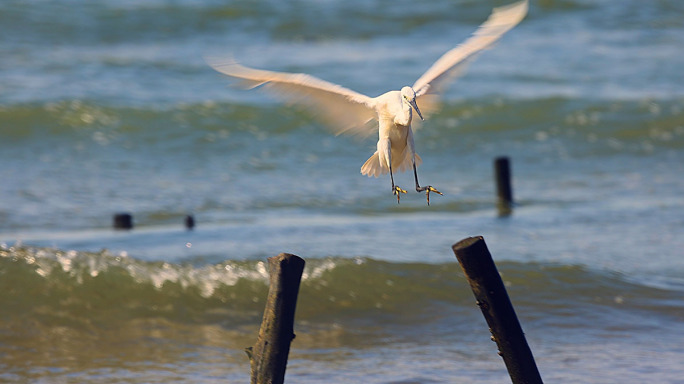 海滩上的白鹭