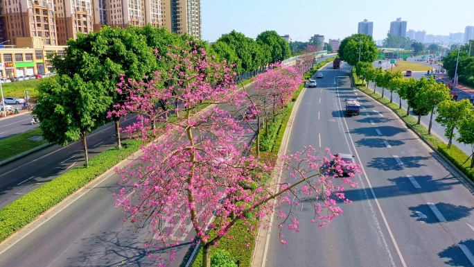 城市快速环线 公路 道路隔离带 异木棉花