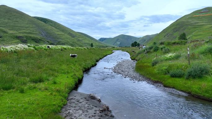 川西甘孜鱼子西航拍山峰溪流草地牛马