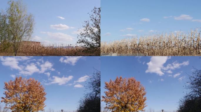 秋季没收割苞米地流云玉米地秋收延时摄影