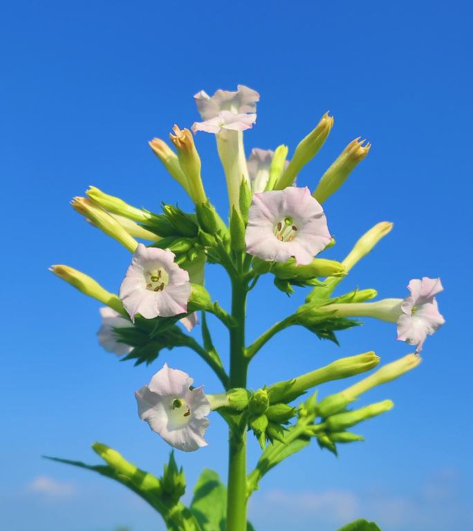 竖版烟花朵烟叶大山里种植烟叶