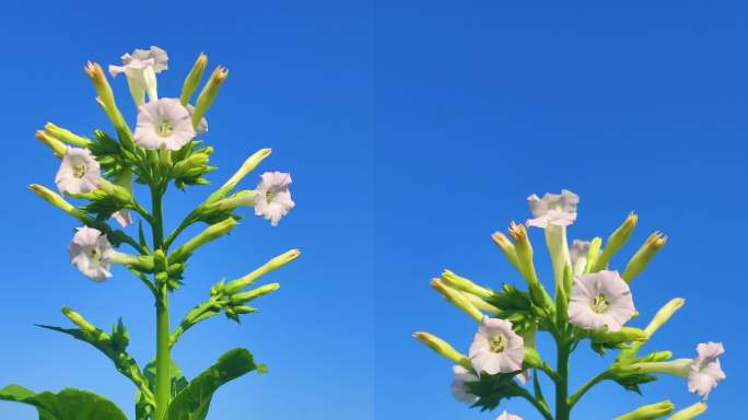 竖版烟花朵烟叶大山里种植烟叶