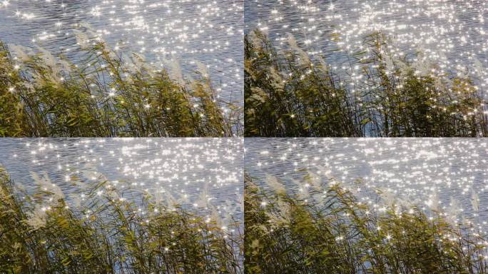 波光潋滟的芦苇花