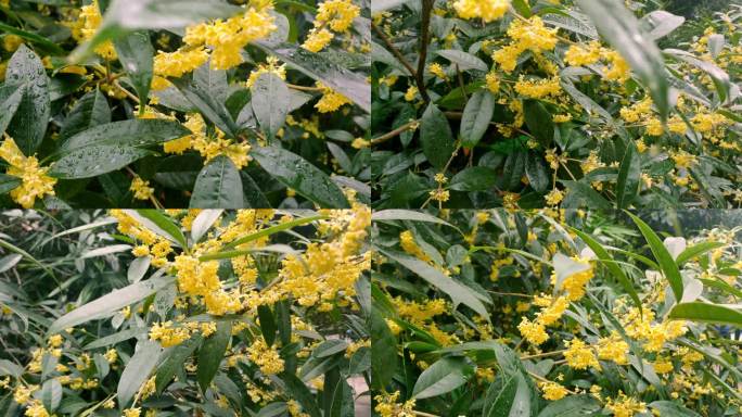 雨后桂花