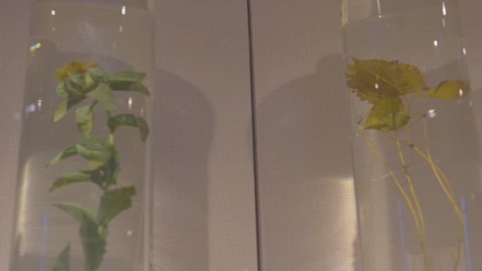 水浸泡植物标本玻璃柜展览展示