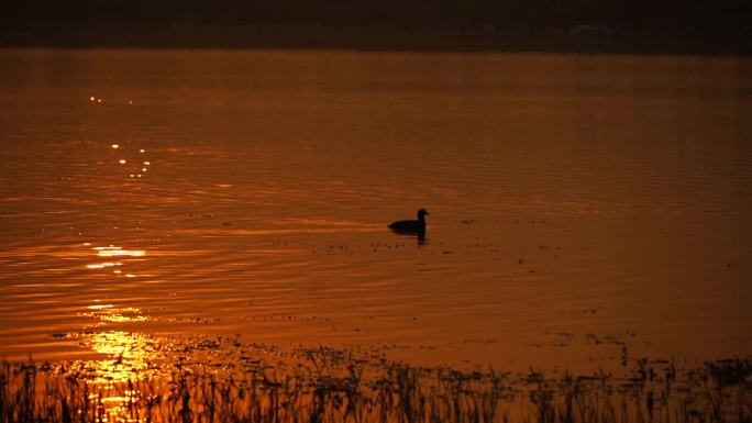 湿地 日出 日落 候鸟 野鸭 水禽 飞舞