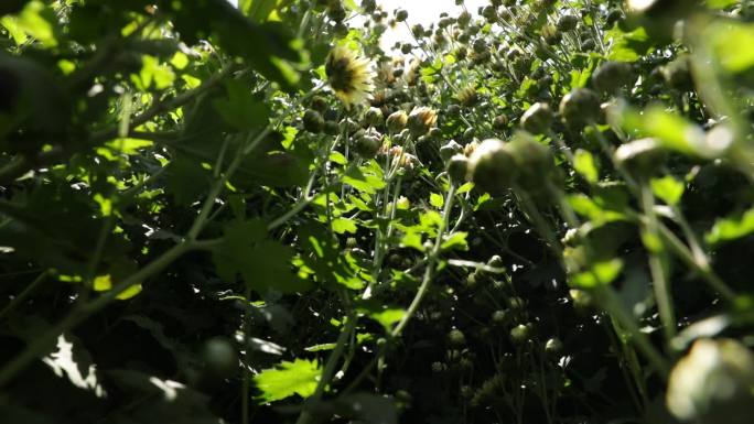 菊花种植药材农业甘菊采摘福白菊乡村振兴