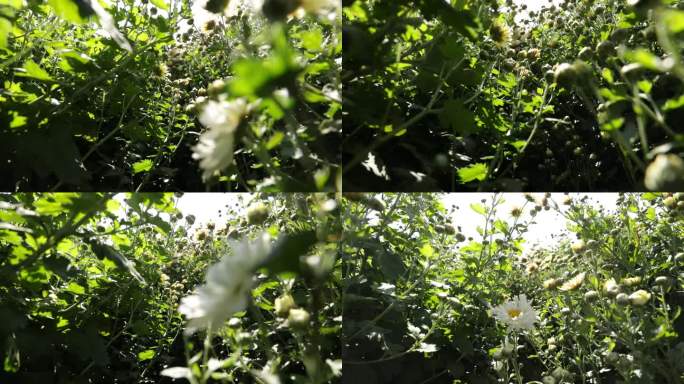 菊花种植药材农业甘菊采摘福白菊乡村振兴