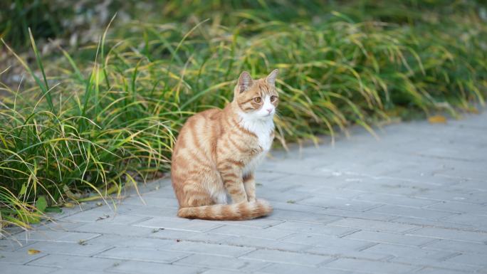 一只黄棕色条纹的小猫-2