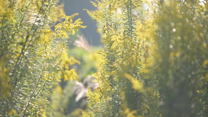 秋天外来有害物种加拿大一枝黄花实拍原素材