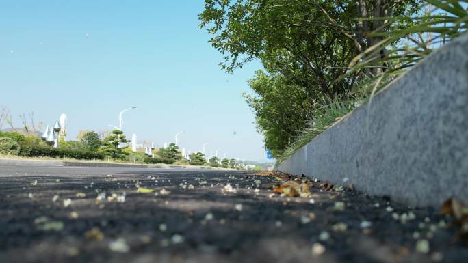 桂花雨掉落地面马路