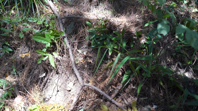 行走在森林树林里野外户外深山里树林走路