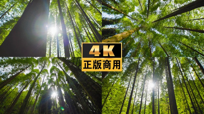 森林阳光绿水青山氧吧生态自然树木树林林业