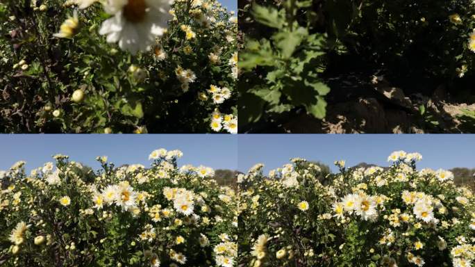 菊花种植药材农业甘菊采摘福白菊乡村振兴