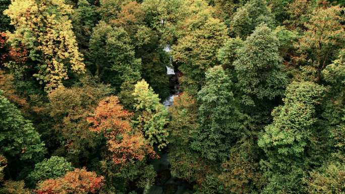原始森林的秋色  晚秋山林 深秋山林溪流