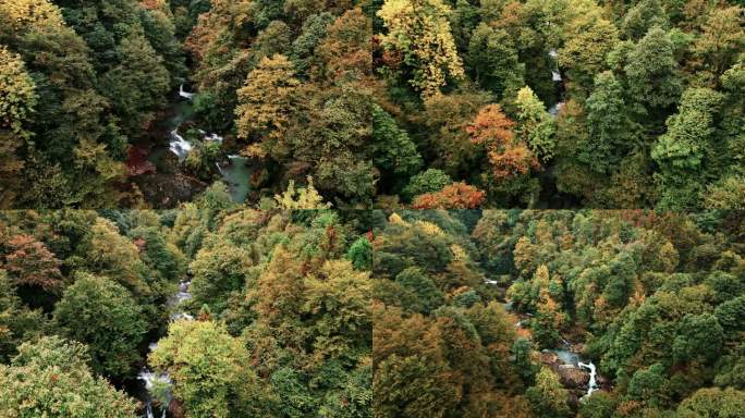 原始森林的秋色  晚秋山林 深秋山林溪流