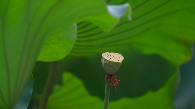 荷花 二十四节气 诗画江南