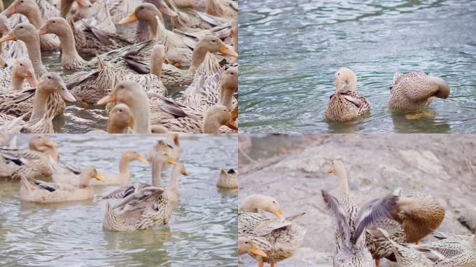 鸭子鸭群游泳戏水
