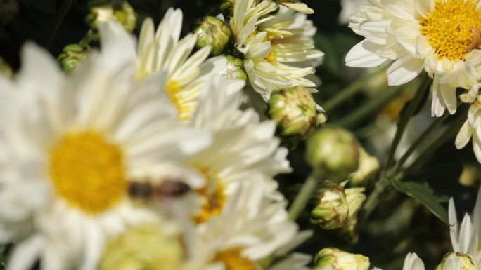 菊花特写蜜蜂采摘种植福白菊药材乡村振兴