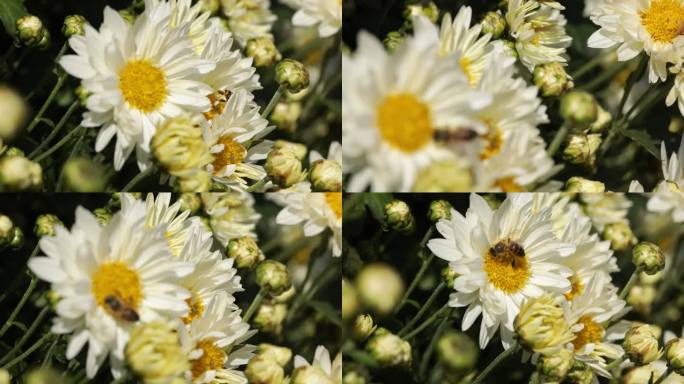菊花特写蜜蜂采摘种植福白菊药材乡村振兴