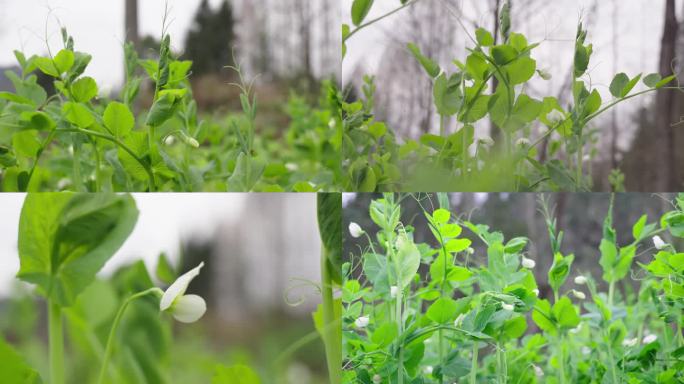 菜地豌豆苗豌豆颠