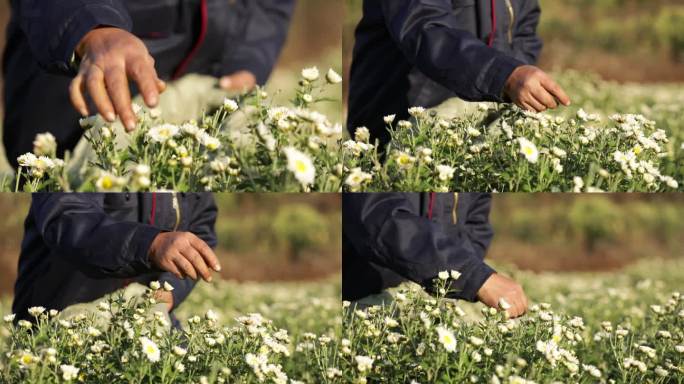 菊花种植药材农业甘菊采摘福白菊乡村振兴