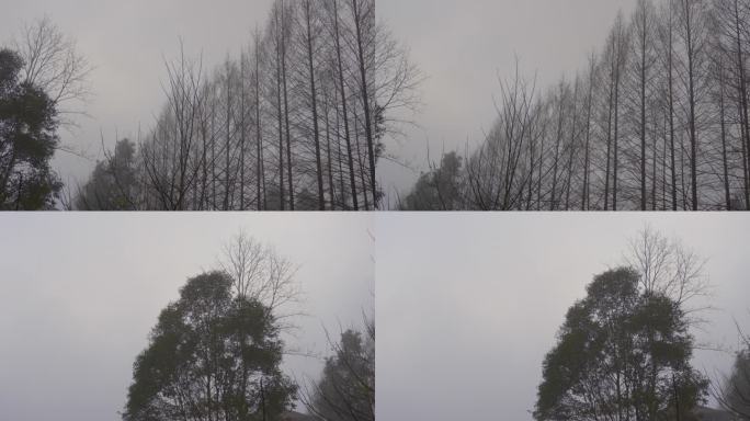 冬季萧瑟白雾茫茫枯枝树干