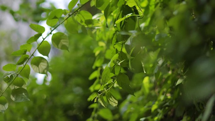 城市住房小区空境环境花草树木小草植物