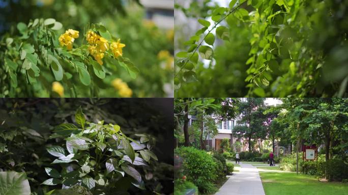 城市住房小区空境环境花草树木小草植物