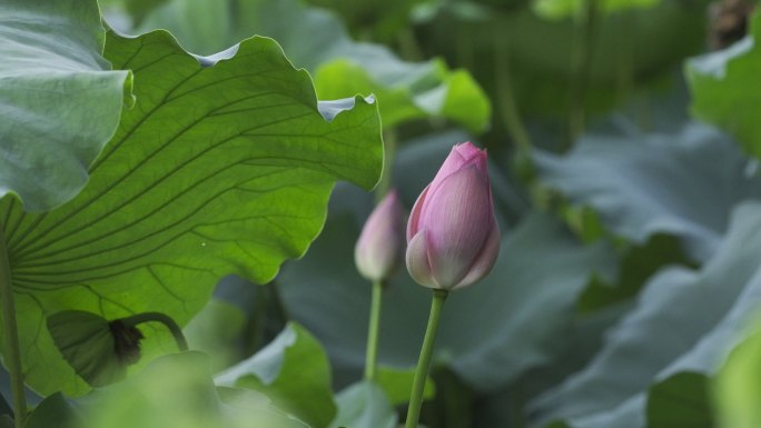 荷花 二十四节气 诗画江南